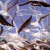 painting of terns and gulls flying into the sky