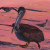 Painting of a pelican
