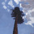 Painting of a pine tree