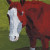Painting of a horse