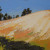 Painting of wheat field and pine trees